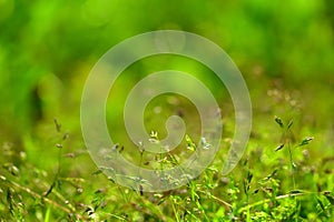 Spring grass bathed in morning dew.