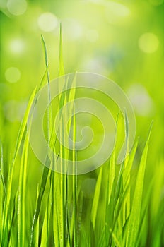 Spring grass on blury background photo