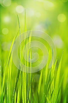 Spring grass on blury background