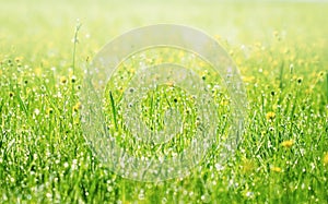 Spring grass covered with morning dew