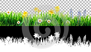 Spring grass and daisy wildflowers isolated