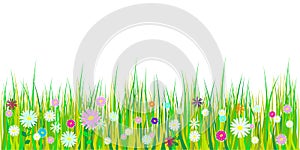 Spring grass and flowers borders. Easter decoration with spring grass and meadow flowers. Isolated on white background. Vector