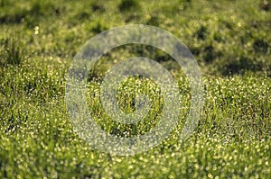 Spring grass and hummocks