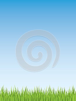 Spring grass illustration