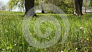 Spring Grass in Macro Detail: A Colorful and Evocative Image of the Season