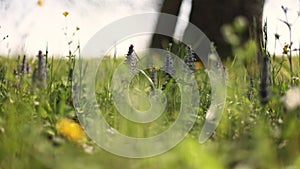 Spring Grass in Macro Detail: A Colorful and Evocative Image of the Season