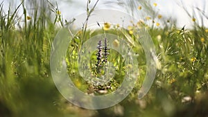 Spring Grass in Macro Detail: A Colorful and Evocative Image of the Season