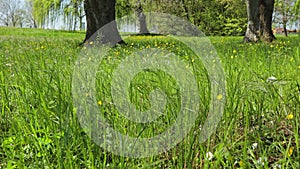 Spring Grass in Macro Detail: A Colorful and Evocative Image of the Season