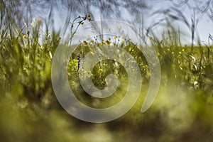 Spring Grass in Macro Detail: A Colorful and Evocative Image of the Season