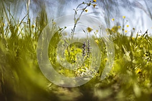 Spring Grass in Macro Detail: A Colorful and Evocative Image of the Season