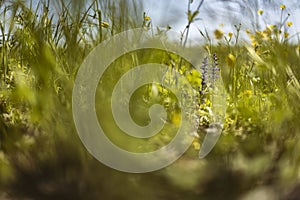 Spring Grass in Macro Detail: A Colorful and Evocative Image of the Season