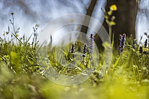 Spring Grass in Macro Detail: A Colorful and Evocative Image of the Season