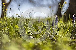 Spring Grass in Macro Detail: A Colorful and Evocative Image of the Season