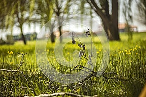 Spring Grass in Macro Detail: A Colorful and Evocative Image of the Season