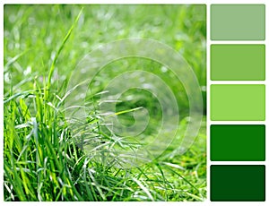 Spring grass with palette color swatches