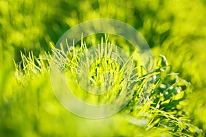 Spring grass in sun light and defocused green background.