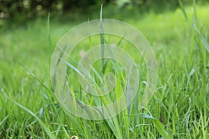 spring grass in sunlight and blurred sky in the background