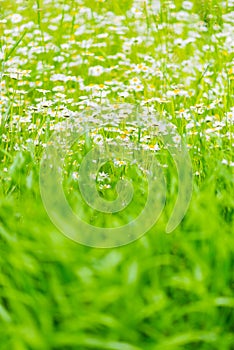 Spring grass vertical background