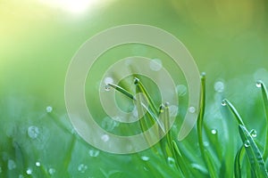 spring grass with water drops. natural backgrounds with green grass. Stalks of grass with dew drops close-up. Spring