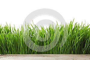 Spring grass on white