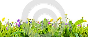 A spring grass and wild flowers isolated on white background