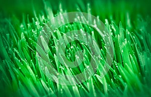 Spring grass (young green wheat)