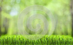 Zelená tráva abstraktní příroda 