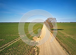 Spring green arable fields. Rural dirt road, maple tree alley aerial view. Beautiful sunny countryside scene. April morning