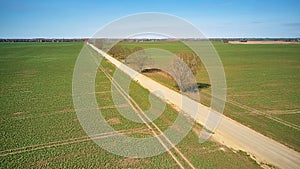 Spring green arable fields. Rural dirt road, maple tree alley aerial view. Beautiful sunny countryside scene. April morning