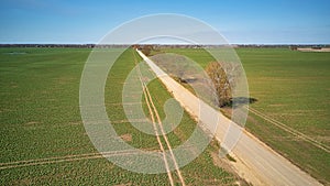 Spring green arable fields. Rural dirt road, maple tree alley aerial view. Beautiful sunny countryside scene. April morning