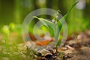 Spring green background with nature in the forest. Beautiful small white plant - flower - Lily of the valley.