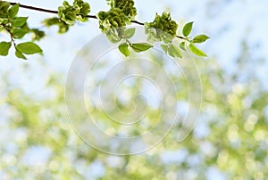 Spring green background with twigs of elm-tree on bokeh