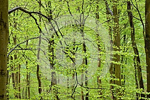 Spring Green Beech trees in a dense forest