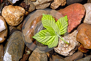 Spring Green Berry Leaf