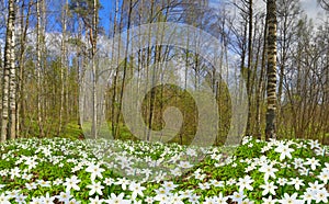 Spring green birch forest in white flowers