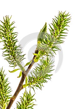 Spring green branch with leaf and flower willow