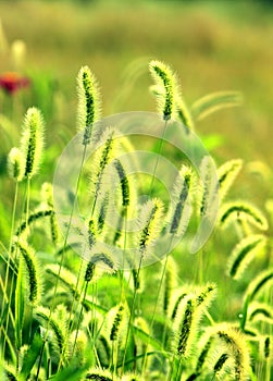 The spring green bristlegrass