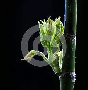 Spring green budding leaves