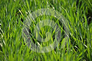 Spring crops of winter wheat