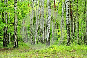 Spring green czech forest