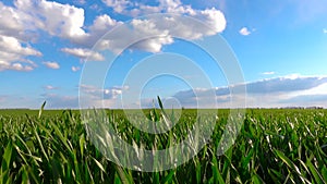 Spring green field, blue sky with white clouds. Fresh lush green grass swaying in light wind. Summer meadow in the countryside,