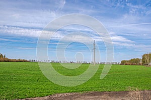 Spring green field with sprouting cereal seeds