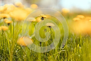 Spring green field with yellow dandelions on a sunny day. Long horizontal banner with copy space. Soft selective focus