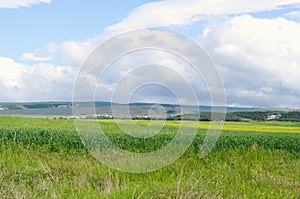 Spring green fields, Crimea