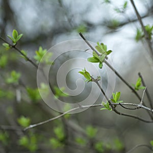 Spring green forest