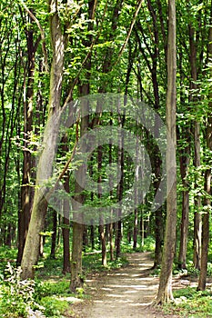 Spring green forest with footpath