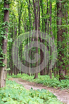 Spring green forest with footpath