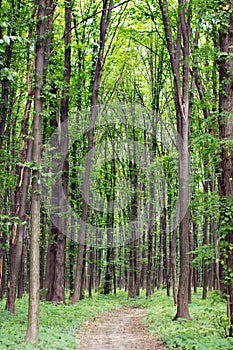 Spring green forest with footpath