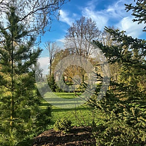 Spring in the green garden with the sun, blue sky and white clouds