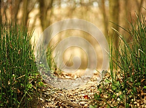 Spring green grass abstract forest background